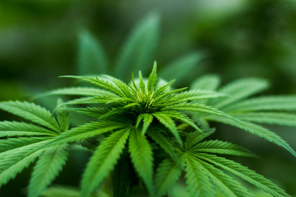 cannabis arbeitsplatz